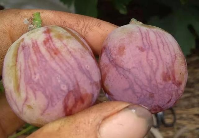 葡萄果实出现斑点、果锈、霉点、开裂，种植户如何来预防才好？