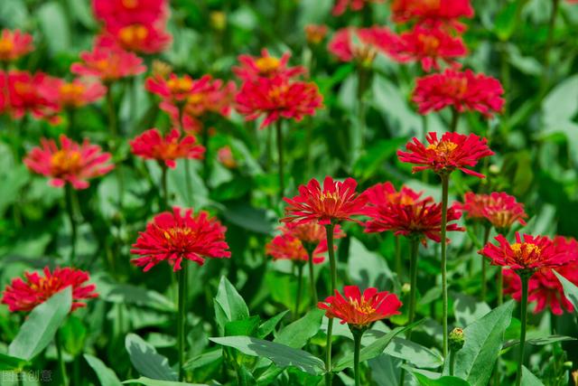 多年生菊花品种（花期长的菊花品种）