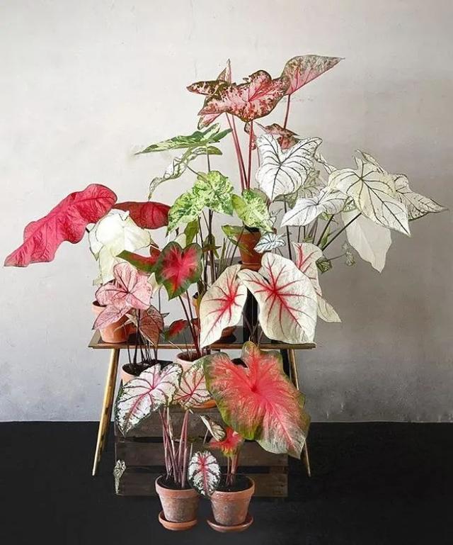 花叶芋 花叶芋（花叶玉蝉） 生活