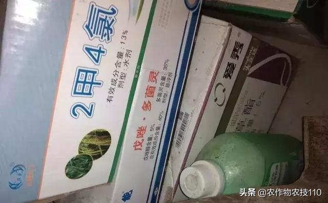 穗瘟叶瘟并发，抢早用药控制