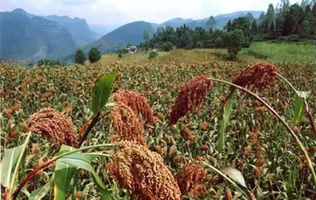 谨记：这些除草剂对后茬作物危害大！5