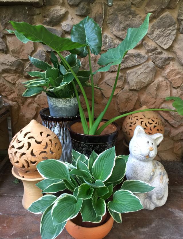 玉簪花 玉簪花  玉簪花的养殖方法和注意事项 生活