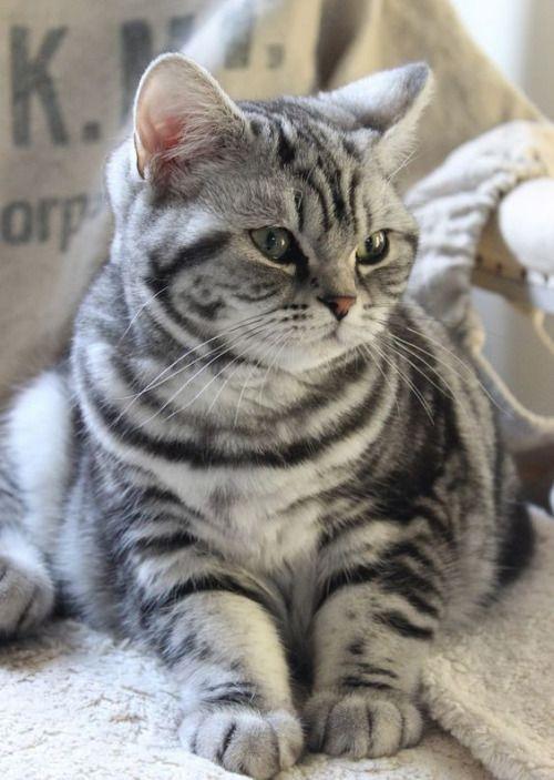 银斑虎纹猫图片