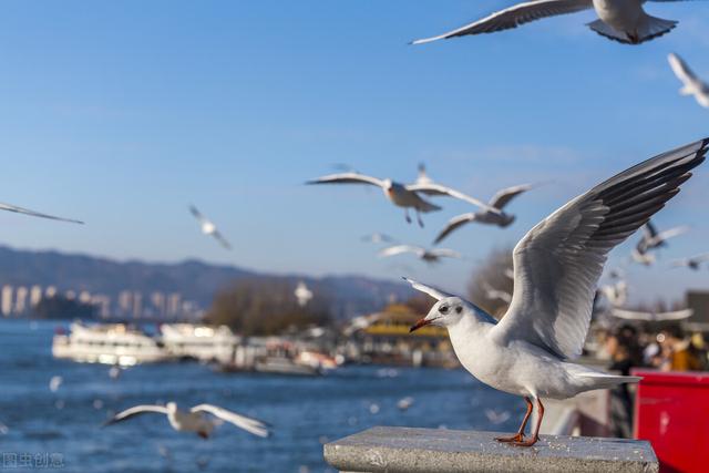 华为：已经为大家准备好过冬的东西，记得查收