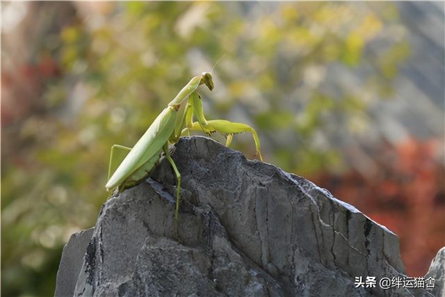 螳螂是益虫还是害虫