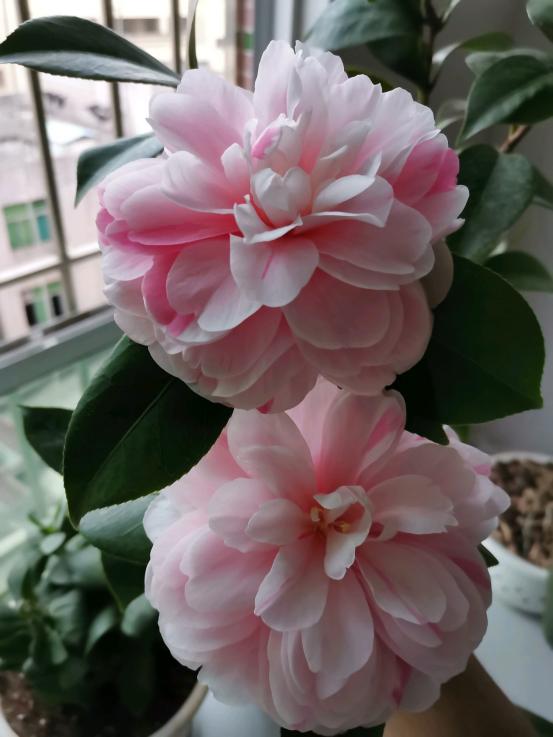 茶花品种