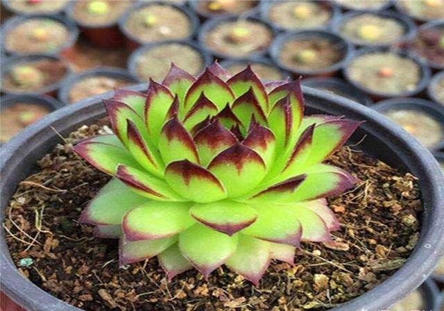 观音莲怎么养爆盆,观音莲怎么养护才能爆盆