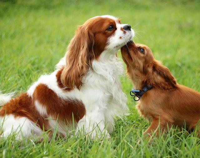 骑士查理王猎犬