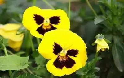 50种浪漫鲜花花语大全 50种浪漫鲜花花语大全（50种浪漫鲜花花语大全图片） 生活