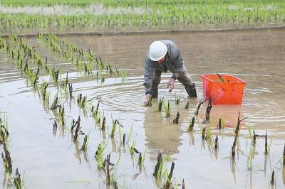 茭白栽植容易高产难，掌握以下几点高质又高产4