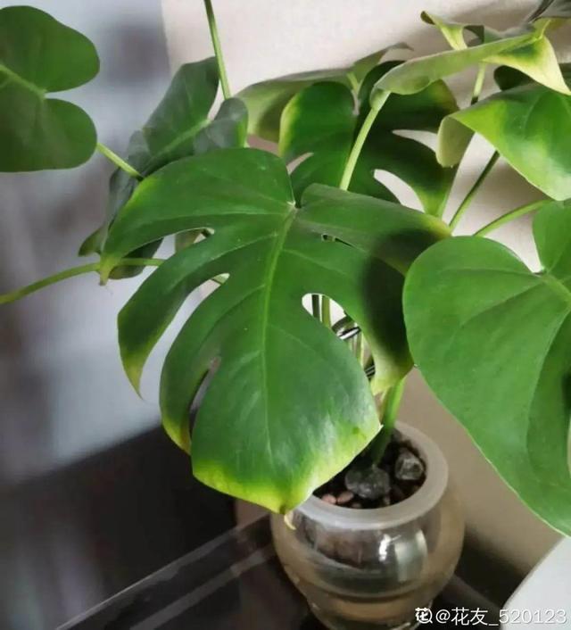 碰碰香有毒吗 碰碰香有毒吗（植物碰碰香有毒吗） 生活