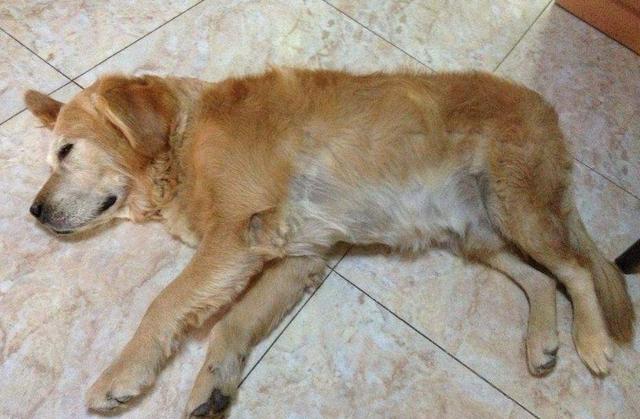 狗狗死亡有什么表现(狗狗要死有什么征兆)-艾拉养犬