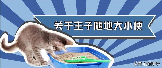 包含洗衣机洗猫砂的词条