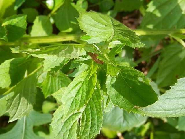 在农村种植菜，革命草却特别多，该如何处理呢？2