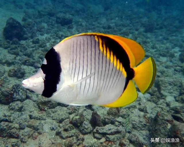 海里的鱼