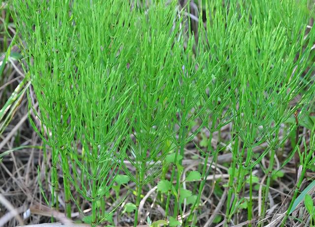 在多数农民的眼中,问荆草就是一种害草,并且对于它