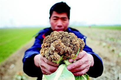 花菜发黑还能吃吗？选散花的好还是紧花好？石家庄农村大妈有妙招7