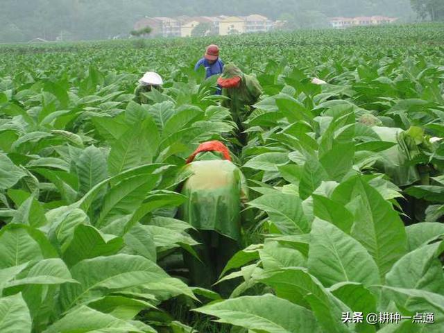 农民辛苦种植烟叶，虫子多难杀死，虫害防治方法提前收好7