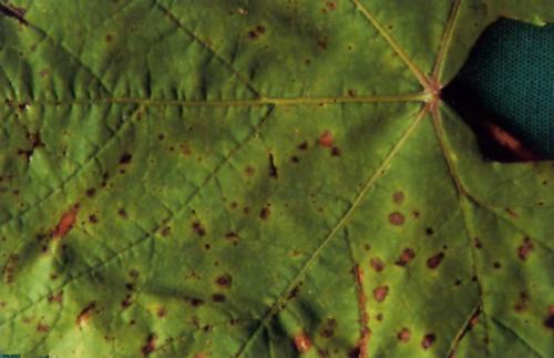 葡萄种植能手告诉你：褐斑病如何发生的，该如何防治