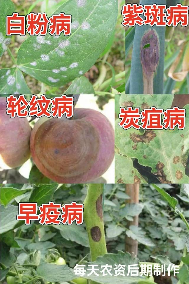 嘧菌酯：一药治多病，4大方面必看2