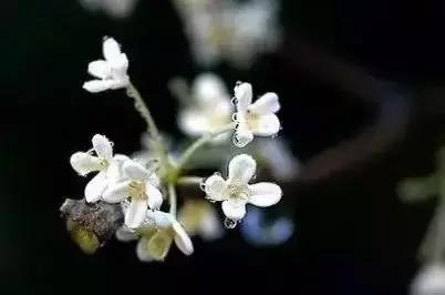 晚安的语句181211：我在时光里享受温暖，我在流年里忘记花开