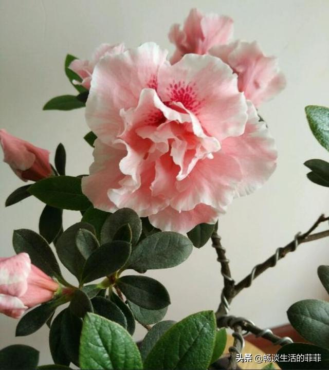 杜鹃花的象征意义
