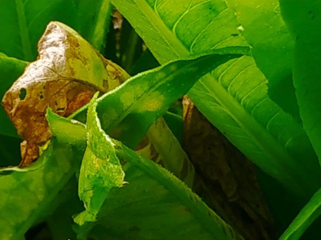 高温高湿，油麦菜感染细菌性叶斑病，及时防治来得及2