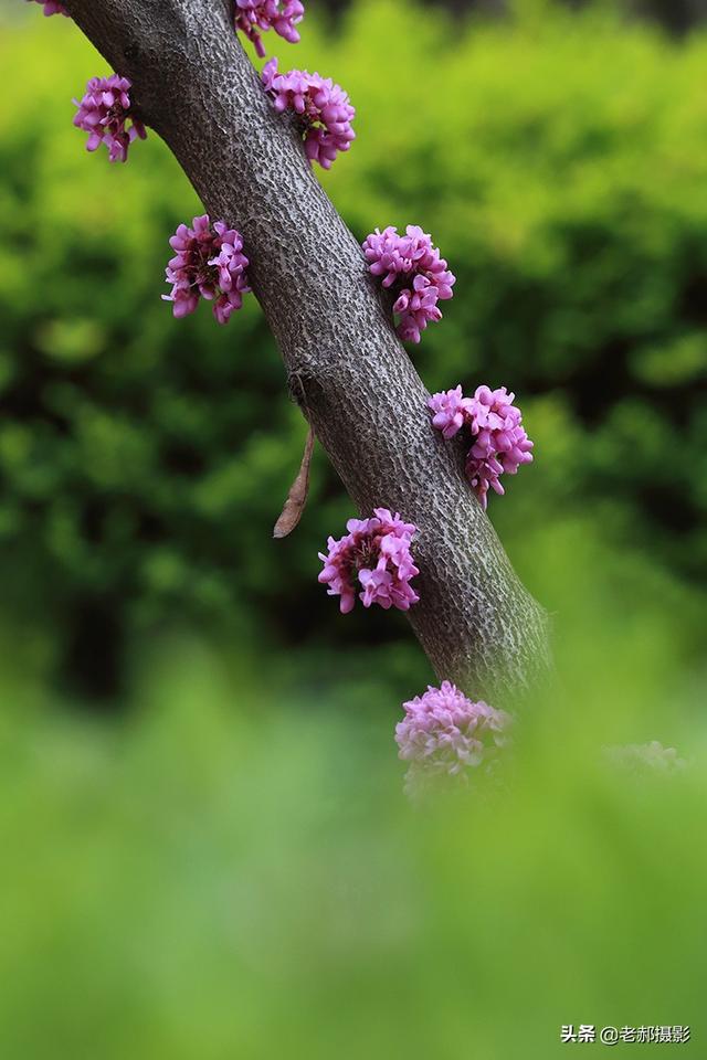 香港的市花是什么