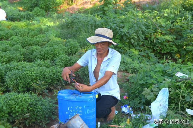 菊花田杂草危害大，掌握3个技巧，解决农村种植户除草难题6