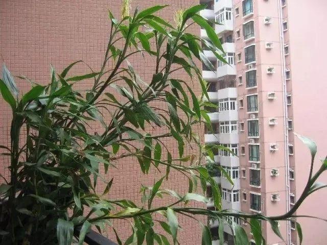 富贵竹的种植方法 富贵竹的种植方法（富贵竹如何养得好） 生活