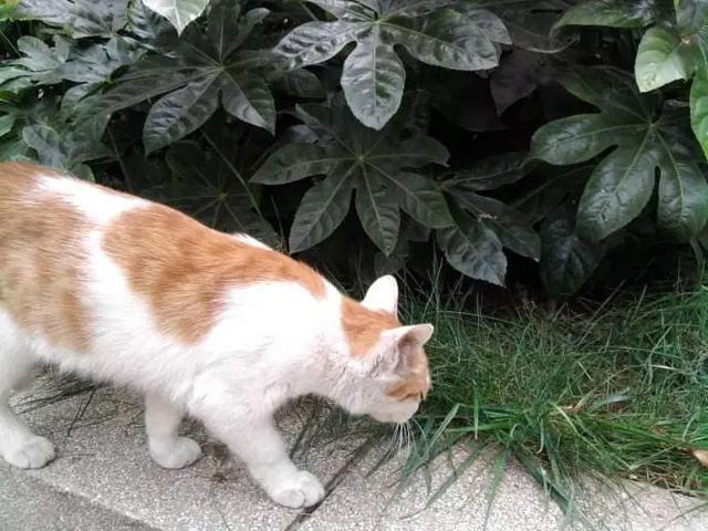 猫草