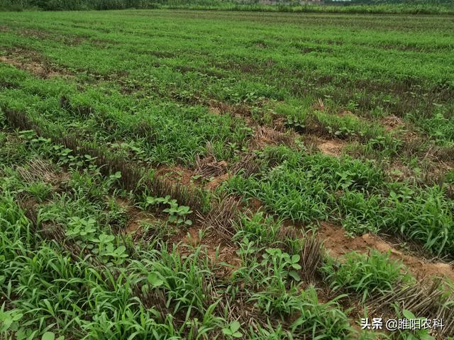 丙炔氟草胺是大豆、花生等作物田恶性杂草的克星，控草期达50天