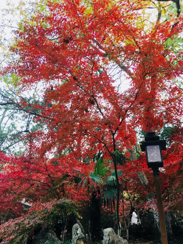 南京仙林大学城