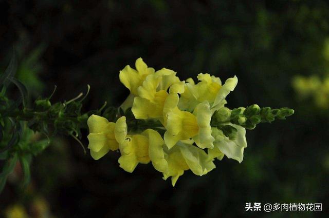 金鱼草花期 金鱼草花期（金鱼草花期多长） 生活