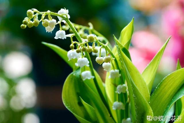 铃兰花图片 铃兰花图片（铃兰花图片简笔画） 生活