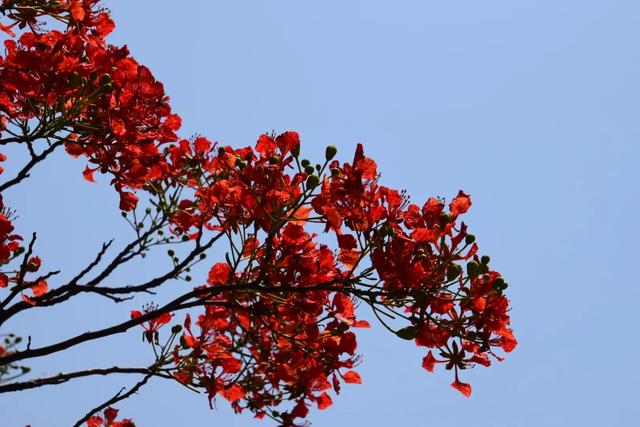 红花楹 红花楹（红华樱花） 生活