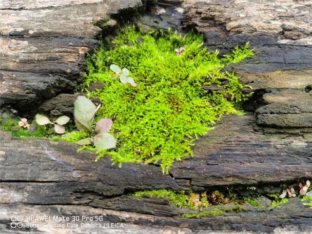 苔藓 苔藓（苔藓植物） 生活