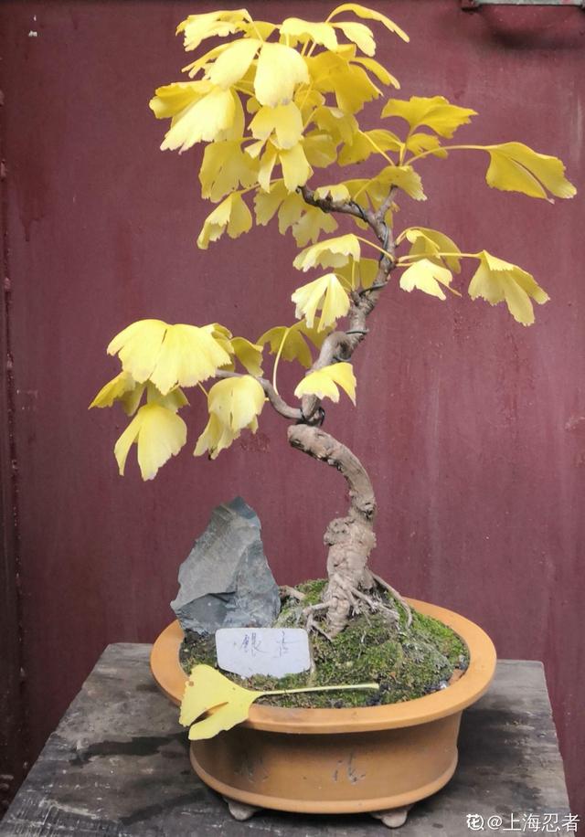 花图片大全大图