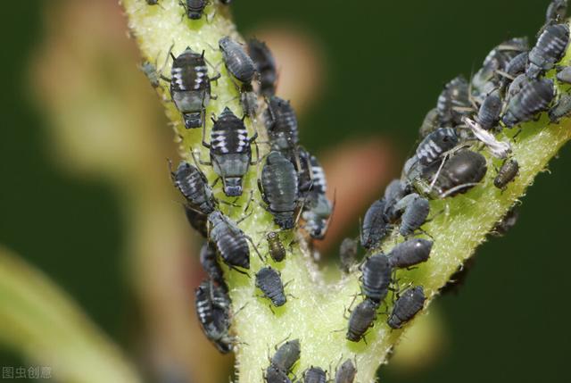 比辛硫磷强10倍，蛴螬、地老虎、蚜虫、粉虱都能治，打一遍就见效2