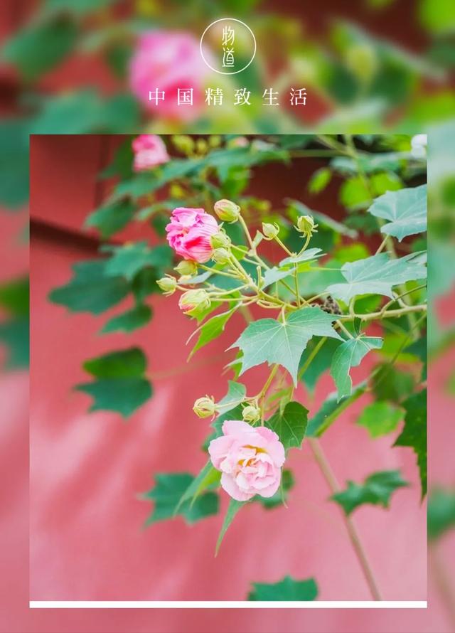 芙蓉花