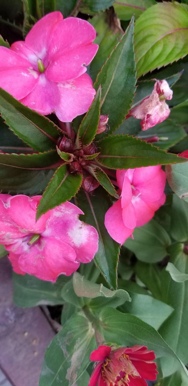 花卉名称