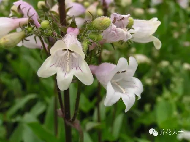 花卉种植