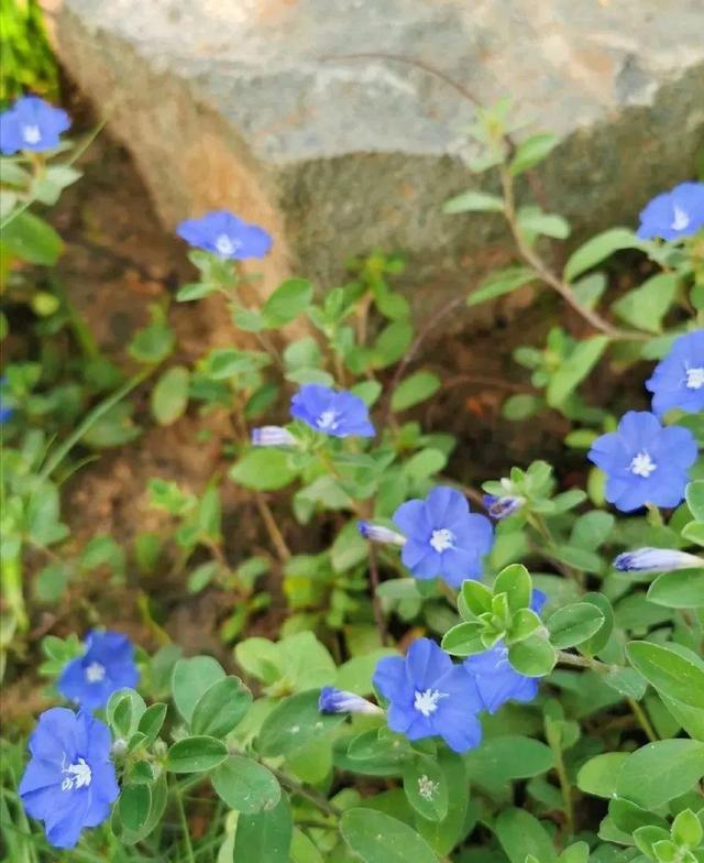 藍星花的花語,花藝師的花藝手繪~藍星花(藍星花的花語英文)