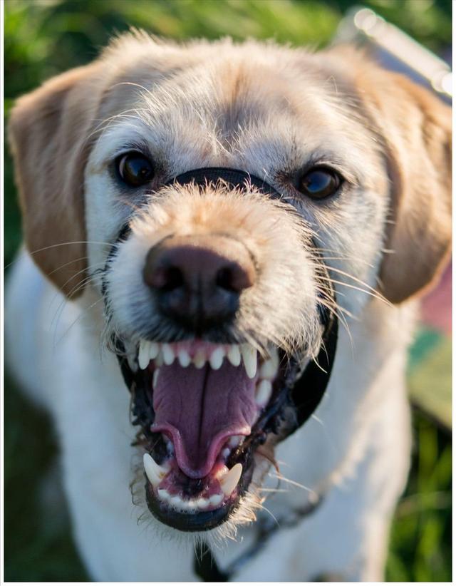 狗狗牙齿掉了影响进食吗(狗狗牙齿被打掉了还能长出来吗)-艾拉养犬