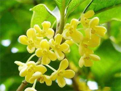 桂花嫁接 桂花嫁接（桂花嫁接时间和方法） 生活