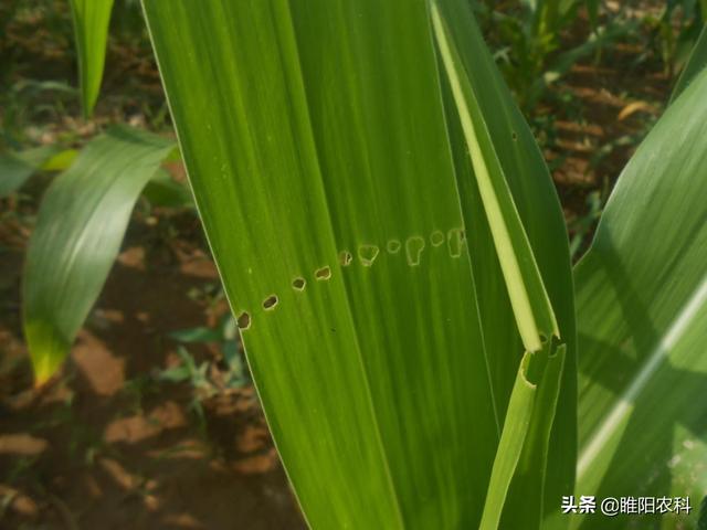 防治玉米钻心虫，加上吡虫啉，杀虫又增产，每亩最多收400斤