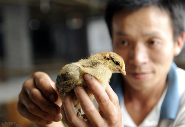 养猪第一股的覆灭史：侯建芳偷偷套现4.62亿，雏鹰负债182亿退市