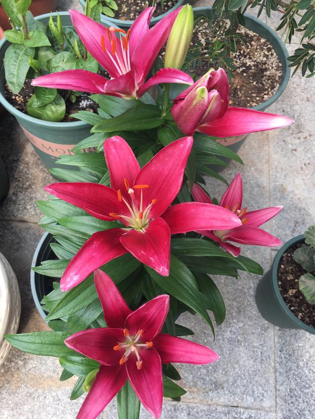 萱草花图片 萱草花图片（萱草花图片大全） 生活