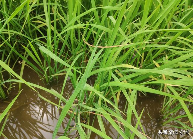 杀虫单是防治水稻螟虫的好配药，内吸性强，强力杀卵3