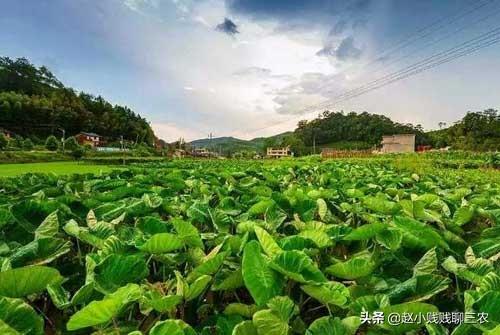 南方芋头种植技术及病虫害防治方法